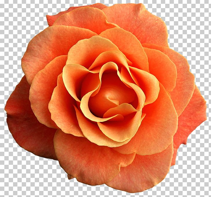Rose Orange Flower PNG, Clipart, Blue Rose, Closeup, Color, Cut Flowers, Floribunda Free PNG Download
