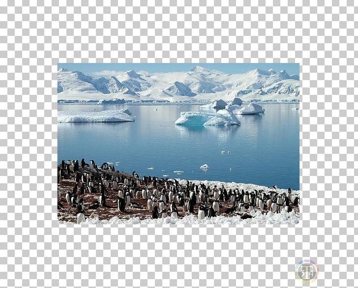 South Shetland Islands South Georgia Island Antarctic Peninsula South Sandwich Islands Falkland Islands PNG, Clipart, Antarctic, Antarctica, Antarctic Peninsula, Arctic, Chinstrap Penguin Free PNG Download