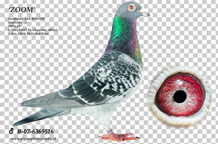 Homing Pigeon Racing Homer Pigeon Racing Pigeon Keeping Columbinae PNG, Clipart, Beak, Bird, Columbidae, Columbinae, Domestic Pigeon Free PNG Download