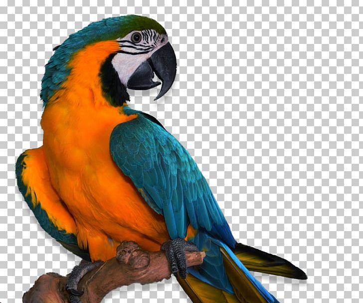 Parrots Bird Companion Parrot Pet Veterinarian PNG, Clipart, Animal, Animals, Avian Veterinarian, Beak, Bird Free PNG Download