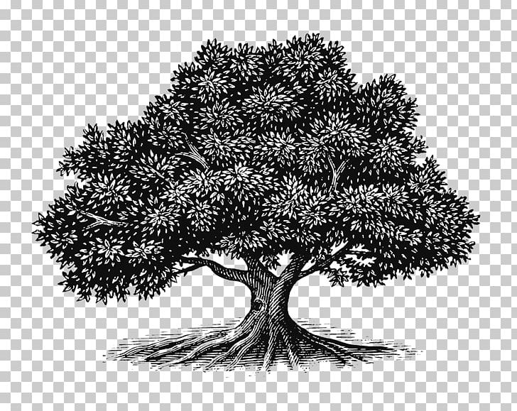 Tree Oak Drawing Woodcut Illustration PNG, Clipart, Apples, Art, Behance, Black And White, Blueberry Bush Free PNG Download