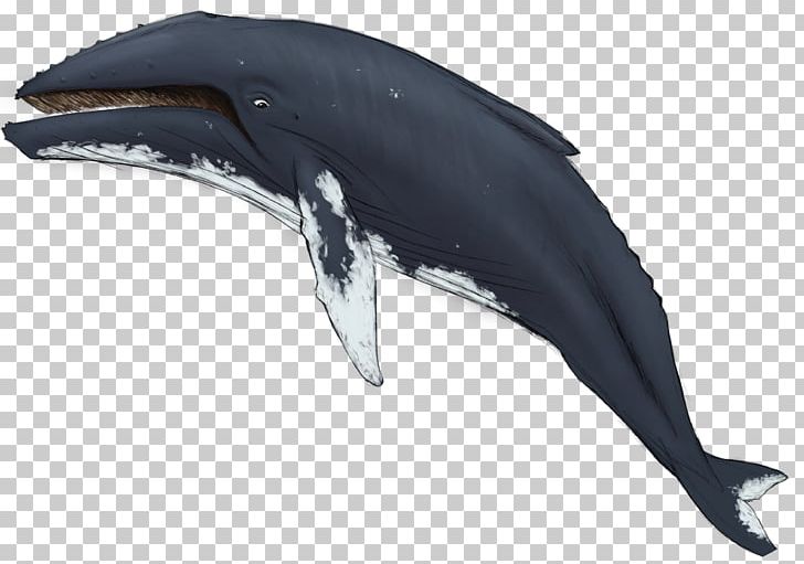 Tucuxi Common Bottlenose Dolphin Wholphin Rough-toothed Dolphin Killer Whale PNG, Clipart, Animals, Bottlenose Dolphin, Cetacea, Common Bottlenose Dolphin, Dolphin Free PNG Download