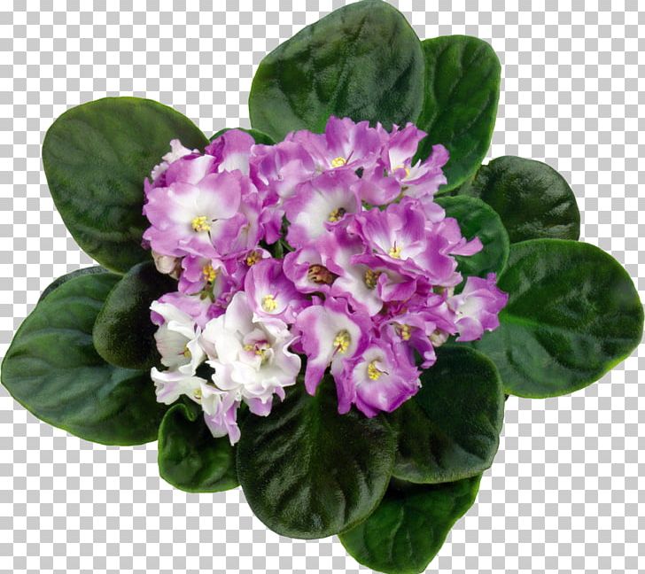 Violet Flowerpot Bud PNG, Clipart, Annual Plant, Bud, Color, Desktop Wallpaper, Flower Free PNG Download
