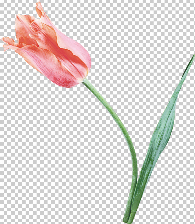 Flower Tulip Plant Pink Pedicel PNG, Clipart, Amaryllis Family, Anthurium, Bud, Cut Flowers, Flower Free PNG Download