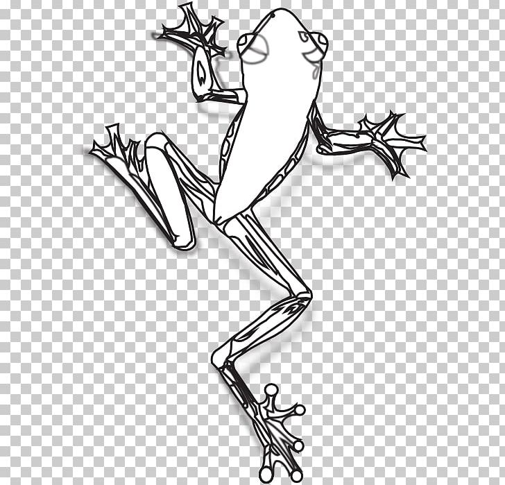 Australian Green Tree Frog Drawing PNG, Clipart, American Green Tree Frog, Amphibian, Animal, Animals, Arm Free PNG Download