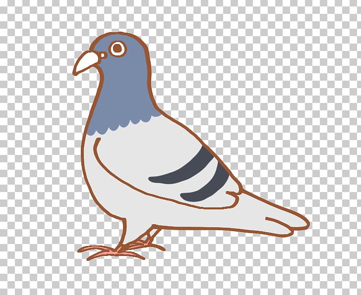 Columbidae Illustration Bird Actor PNG, Clipart, Actor, Animals, Beak, Bird, Columbidae Free PNG Download