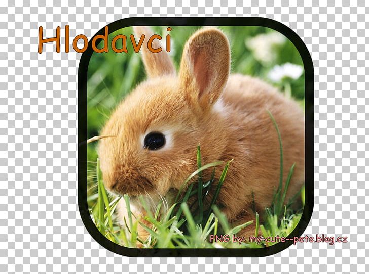 Desktop High-definition Television Rabbit Photograph PNG, Clipart, 1080p, Adorable Pet, Animal, Animals, Desktop Environment Free PNG Download