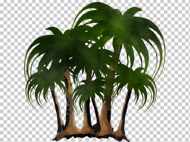 Palm Tree PNG, Clipart, Alismatales, Arecales, Arum Family, Elaeis, Flower Free PNG Download