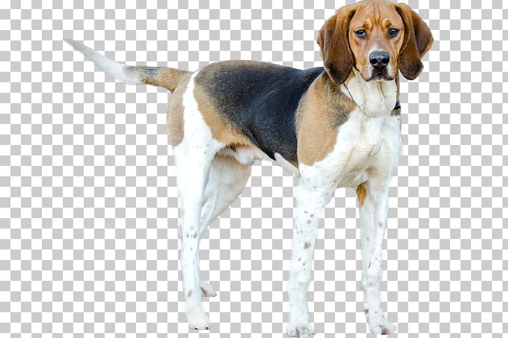 Beagle-Harrier Treeing Walker Coonhound Grand Anglo-Français Tricolore American English Coonhound English Foxhound PNG, Clipart, Carnivoran, Companion Dog, Dog Breed, Dog Breed Group, Dog Like Mammal Free PNG Download