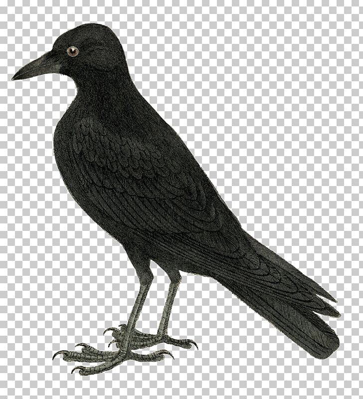 Bird Crow Common Raven Open PNG, Clipart, American Crow, Animals, Beak, Bird, Bird Clipart Free PNG Download
