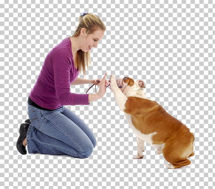 Great Dane Puppy Train Your Dog Dog Training Obedience Training PNG, Clipart, Business Woman, Carnivoran, Command, Companion Dog, Control Free PNG Download