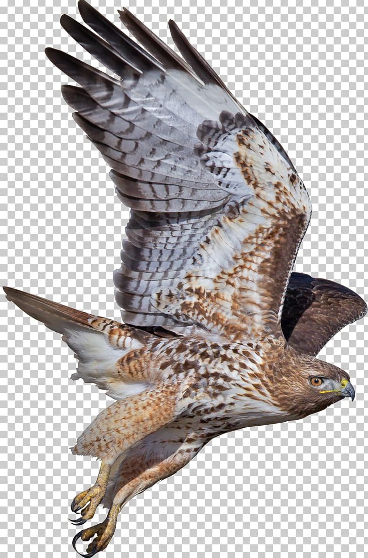 Hawk Bird Buzzard Eagle Falcon PNG, Clipart, Accipitriformes, African Harrierhawk, Animals, Beak, Bird Free PNG Download