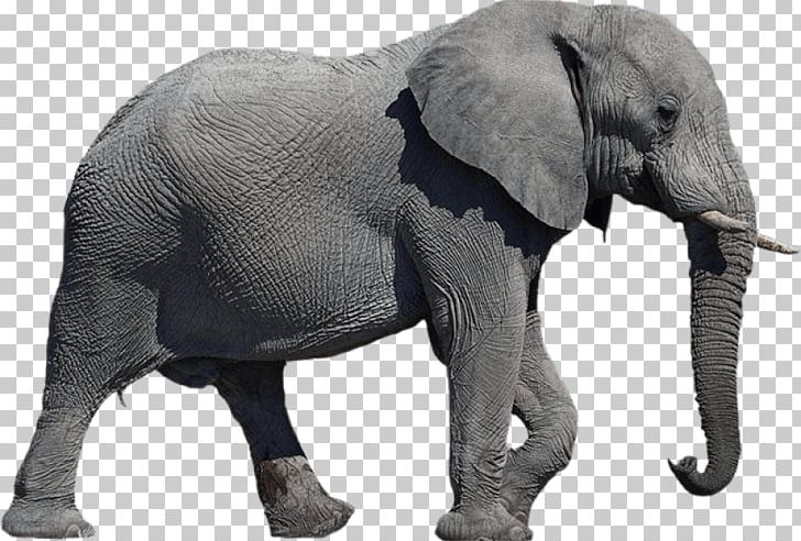 Portable Network Graphics African Elephant Elephants Desktop PNG, Clipart,  African, Animals, Computer Icons, Desktop Wallpaper, Download