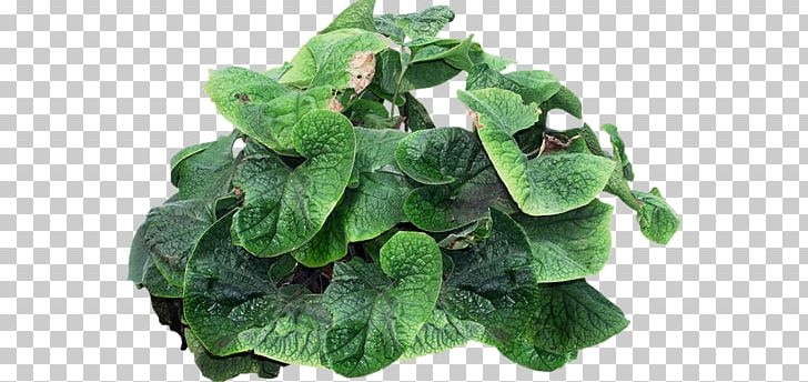 Tree Rendering Burdock PNG, Clipart, Burdock, Collard Greens, Download, Encapsulated Postscript, Green Free PNG Download