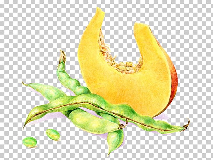 Vegetable Calabaza Pea Painting Illustration PNG, Clipart, Calabaza, Food, Fruit, Green, Halloween Pumpkin Free PNG Download