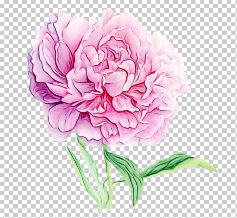 Rose PNG, Clipart, Carnation, Chinese Peony, Common Peony, Cut Flowers, Flower Free PNG Download