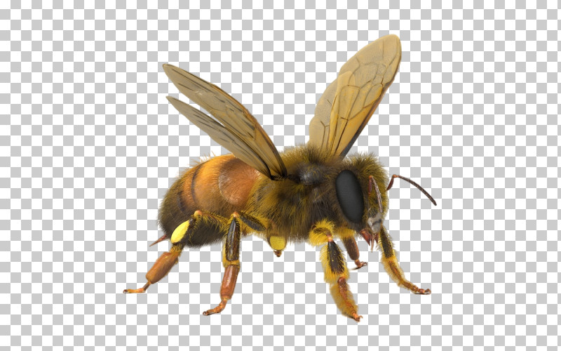 Bumblebee PNG, Clipart, Bee, Black Fly, Blowflies, Bumblebee, Carpenter Bee Free PNG Download
