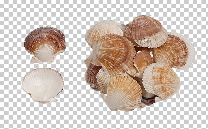 Clam Seashell Conchology Molluscs Oyster PNG, Clipart, Abalone, Animals ...