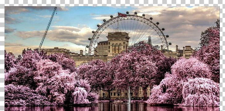London Eye Hyde Park Big Ben Desktop Source Limited PNG, Clipart, Big Ben, Building, Cherry Blossom, City, Desktop Wallpaper Free PNG Download