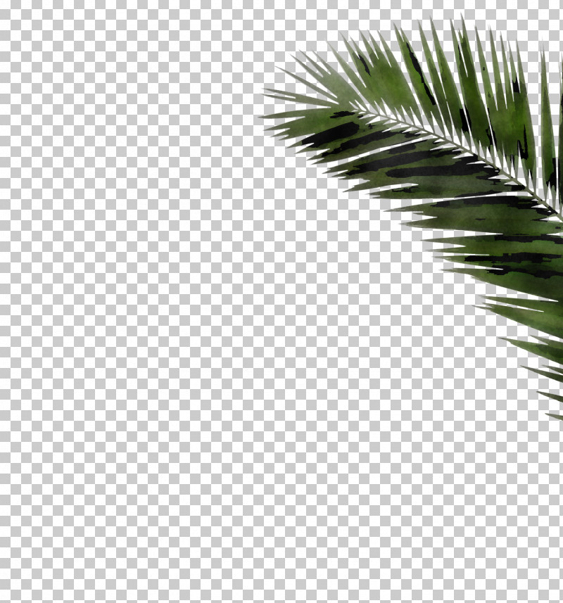 Palm Tree PNG, Clipart, Arecales, Attalea Speciosa, Borassus Flabellifer, Branch, Conifer Free PNG Download