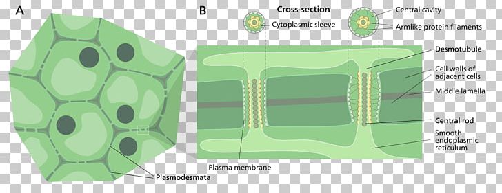Cell Membrane Cell Membrane Plant Cell Cell Wall PNG, Clipart, Anatomy, Angle, Area, Brand, Cell Free PNG Download