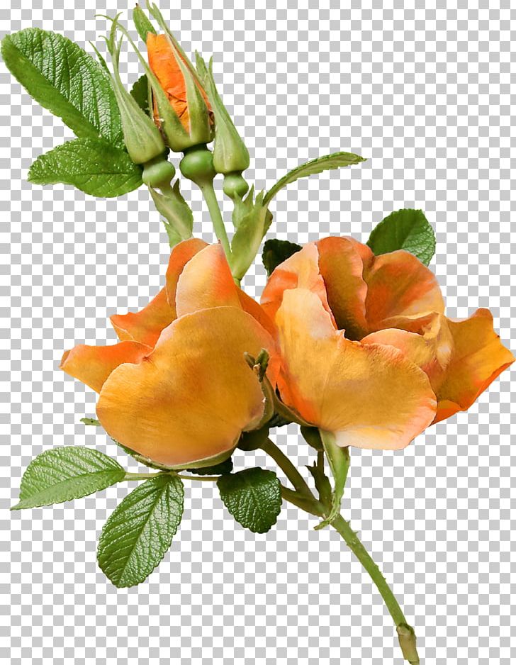 Flower Garden Roses Floral Design PNG, Clipart, Cut Flowers, Floral Design, Flower, Flower Bouquet, Flowering Plant Free PNG Download