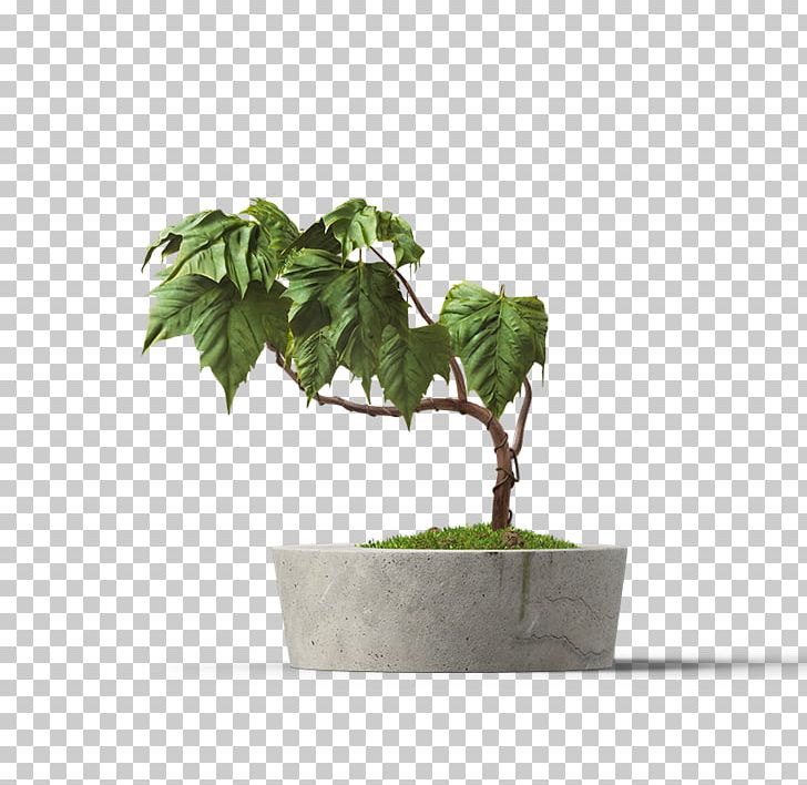 Flowerpot Succulent Plant Houseplant PNG, Clipart, Artificial Flower, Bonsai, Cactaceae, Ceramic, Flower Free PNG Download