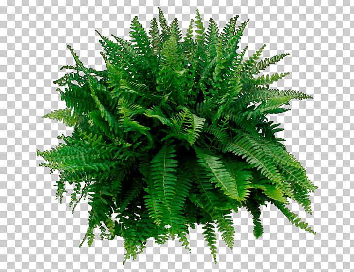 Houseplant File Formats PNG, Clipart, Boston, Computer Icons, Desktop Wallpaper, Download, Evergreen Free PNG Download