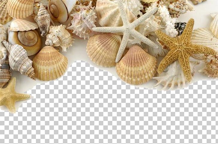 Seashell Pearl Shore Sand PNG, Clipart, Animals, Beach, Christmas Decoration, Clams Oysters Mussels And Scallops, Cockle Free PNG Download
