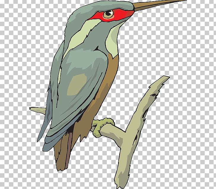 Beak Kingfisher Bird PNG, Clipart, Animals, Beak, Bird, Bird Wings, Coloring Book Free PNG Download