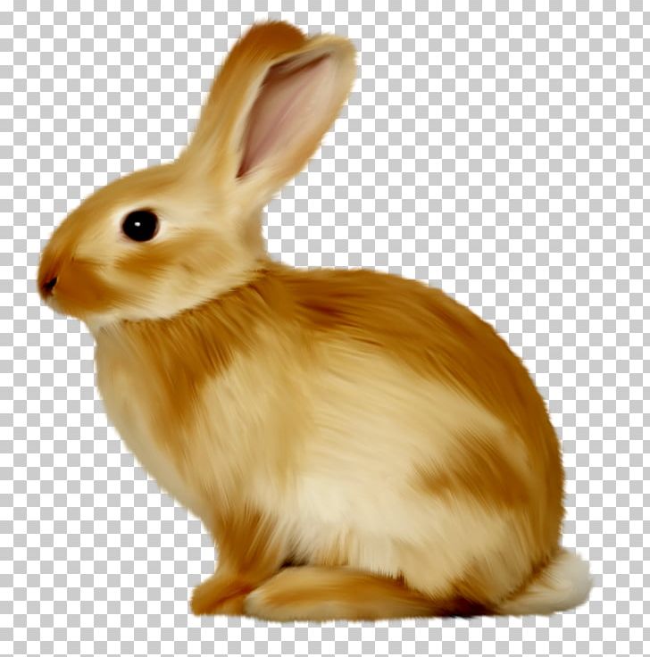Domestic Rabbit European Rabbit Easter Bunny PNG, Clipart, Animals, Arctic Hare, Domestic Rabbit, Drawing, Easter Free PNG Download
