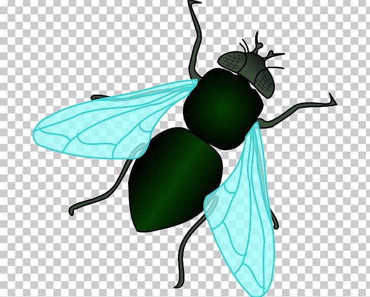 Fly PNG, Clipart, Arthropod, Cartoon, Common Fruit Fly, Drawing, Fly Free  PNG Download