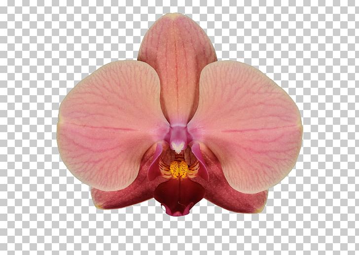 Cattleya Orchids Phalaenopsis Aphrodite Moth Orchids Stolk Flora PNG, Clipart, Cattleya, Cattleya Orchids, Color, Flower, Flowering Plant Free PNG Download