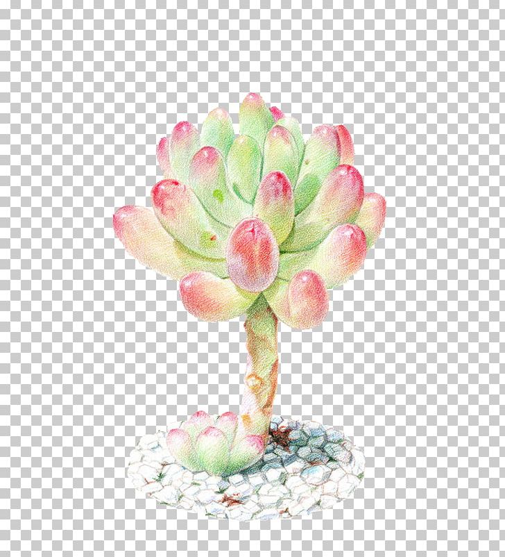Succulent Plant Watercolor Painting Colored Pencil PNG, Clipart, Broken Heart, Cactaceae, Color, Color Of Lead, Drawing Board Free PNG Download