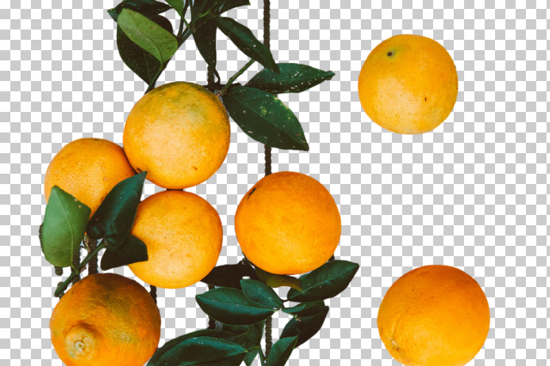 Orange PNG, Clipart, Bitter Orange, Calamansi, Clementine, Fruit, Grapefruit Free PNG Download