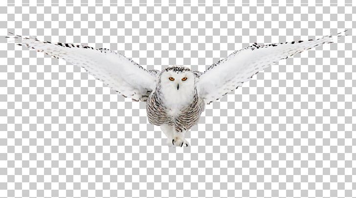 Bird Of Prey Owl Beak Fauna PNG, Clipart, Animal, Animal Figure, Animals, Beak, Bird Free PNG Download