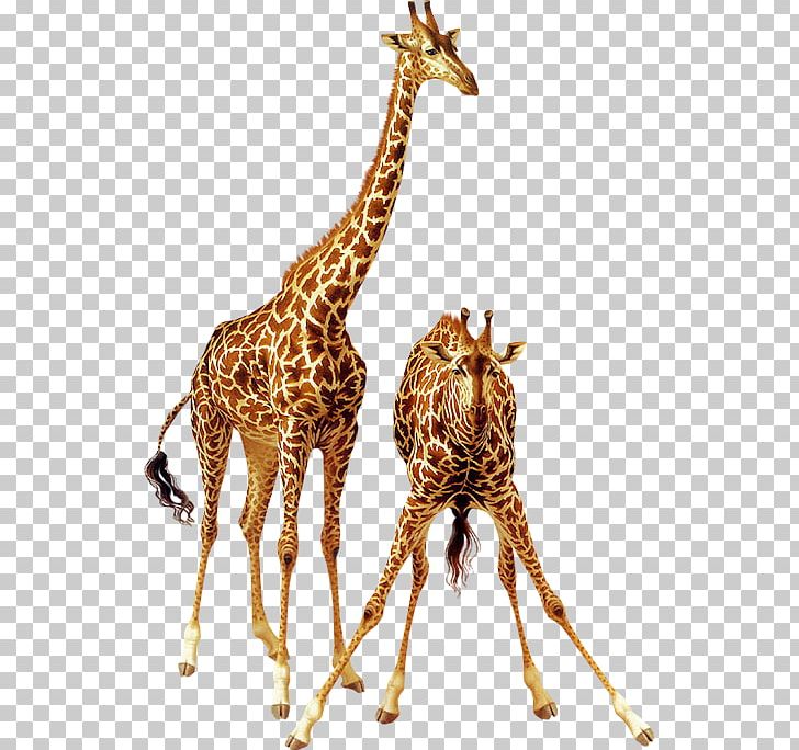 Giraffe Animal Lossless Compression PNG, Clipart, Animal, Animals, Data, Data Compression, Deer Free PNG Download