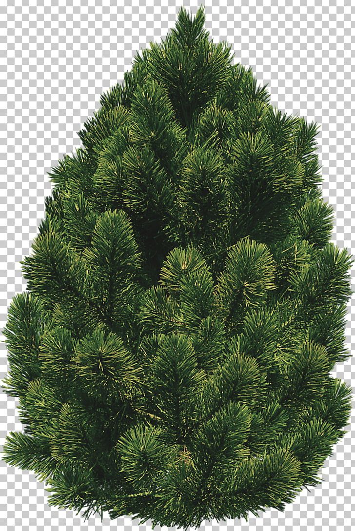 Shrub Tree PNG, Clipart, Biome, Bushes, Christmas Decoration, Christmas Tree, Clip Art Free PNG Download