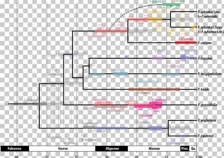 Phylogenetics Fossil Molecular Clock Phylogenetic Network Phylogenetic Tree PNG, Clipart, Angle, Area, Chronogram, Clade, Computer Program Free PNG Download
