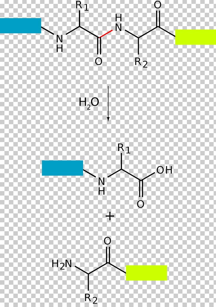 Proteolysis Hydrolysis Protein Peptide Bond PNG, Clipart, Acid, Amide, Amine, Amino Acid, Angle Free PNG Download