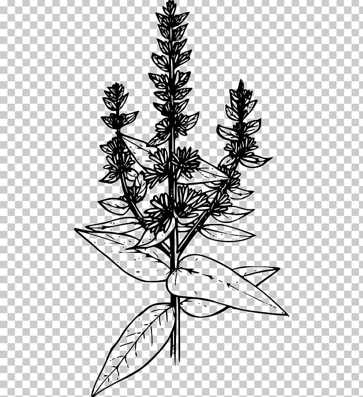 Drawing Coloring Book PNG, Clipart, Botanical Illustration, Branch, Coloring Book, Computer Icons, Conifer Free PNG Download