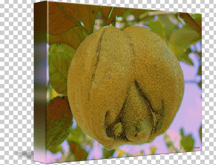 GOURD+m Winter Squash Cucurbita Fruit PNG, Clipart, Cucumber Gourd And Melon Family, Cucurbita, Fruit, Gourd, Gourdm Free PNG Download