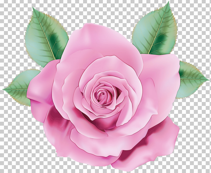 Garden Roses PNG, Clipart, Cut Flowers, Flower, Garden Roses, Hybrid Tea Rose, Paint Free PNG Download