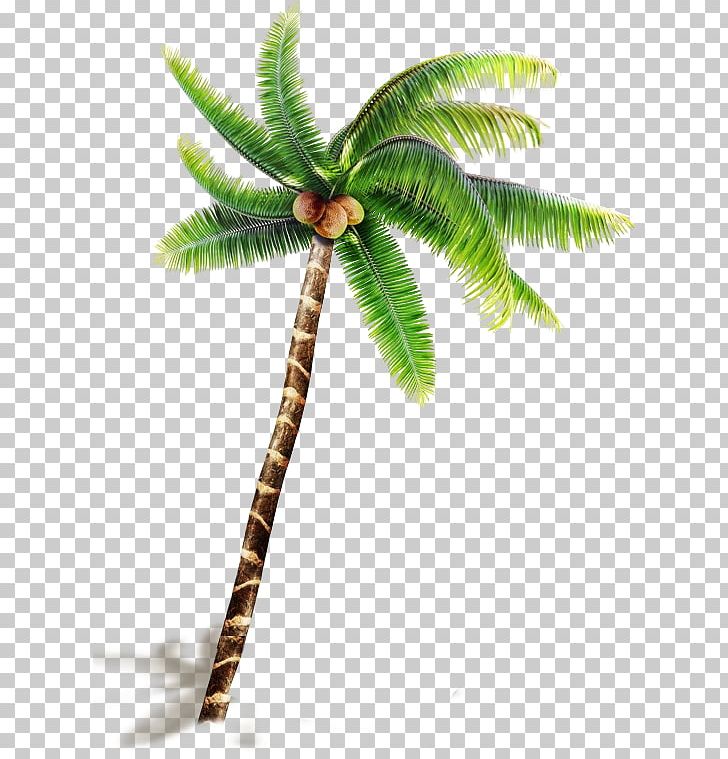 Coconut PNG, Clipart, 3d Computer Graphics, Arecaceae, Arecales, Autocad Dxf, Christmas Tree Free PNG Download