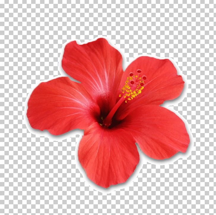 Shoeblackplant Hibiscus Tea Flower Stock Photography PNG, Clipart, China Rose, Chinese Hibiscus, Flower, Flowering Plant, Green Free PNG Download