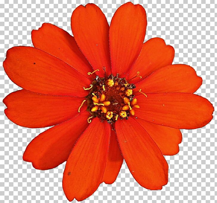 Zinnia Elegans Color PNG, Clipart, Annual Plant, Chrysanths, Color, Cut Flowers, Dahlia Free PNG Download