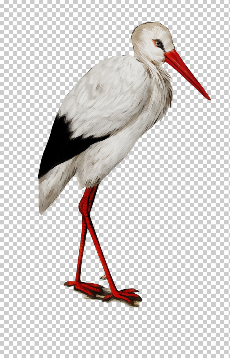 White Stork Birds Giant Panda Alamy Greater Adjutant PNG, Clipart, Alamy, Birds, Cartoon, Ciconia, Giant Panda Free PNG Download