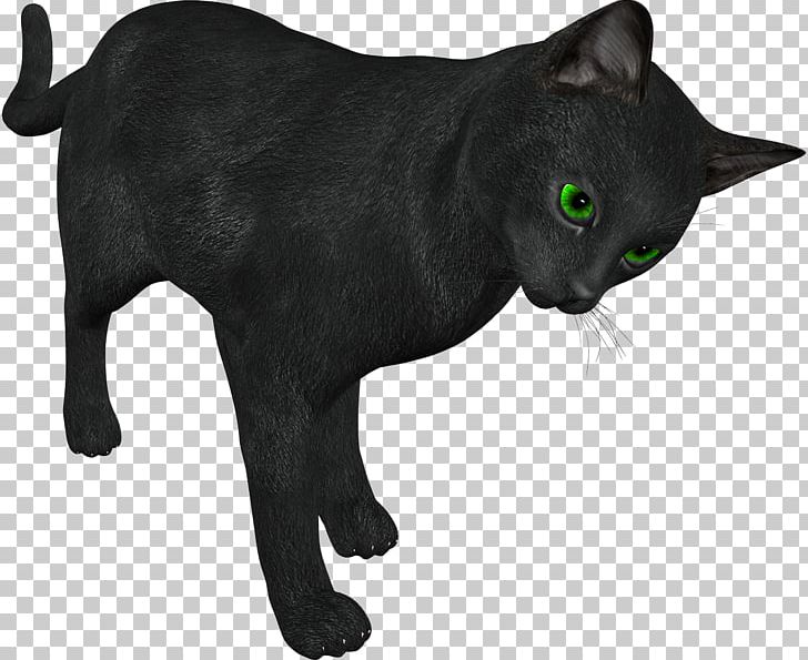 Cat Animaatio Computer Animation PNG, Clipart, Animaatio, Animals, Ansichtkaart, Asian, Black Free PNG Download