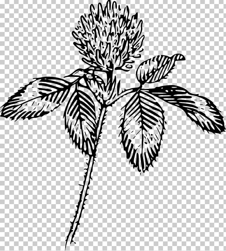Four-leaf Clover PNG, Clipart, Artwork, Black, Black And White, Branch, Clover Free PNG Download