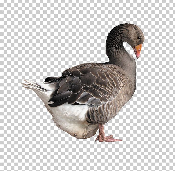 Goose Duck Poultry PNG, Clipart, Animal, Animals, Beak, Biological, Bird Free PNG Download
